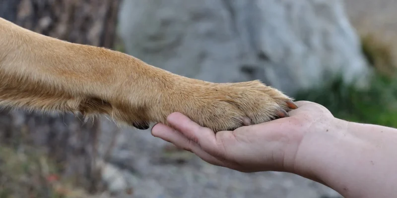 cachorros qual a melhor raça