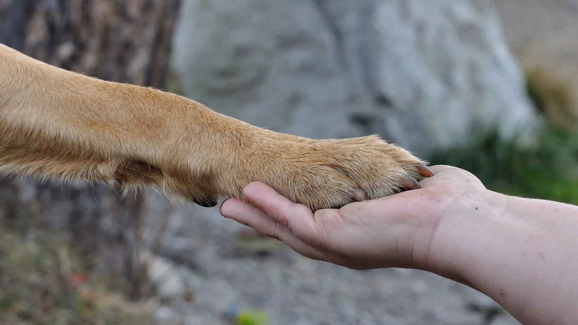 cachorros qual a melhor raça