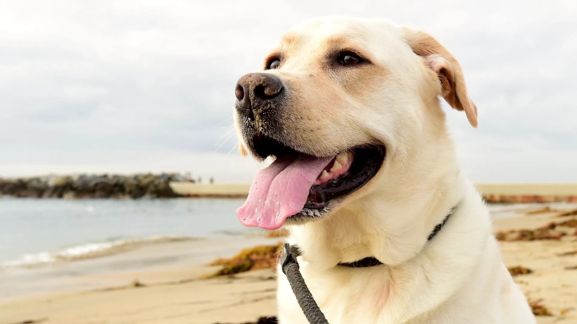 labrador a melhor raça de cachorro