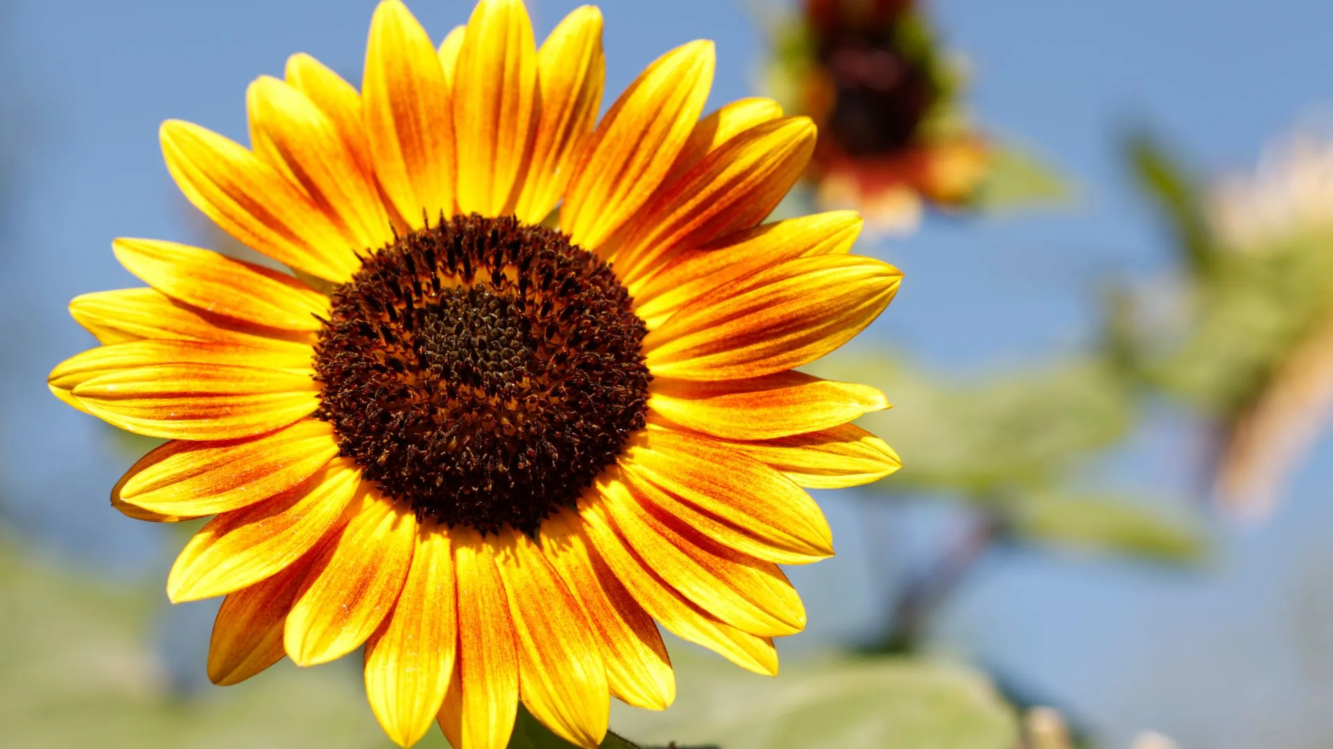 Mensagem de Bom Dia: Celebre as datas comemorativas de 26 de Junho