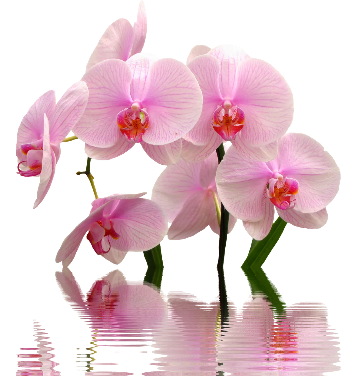 planta-flor-orquidea-1