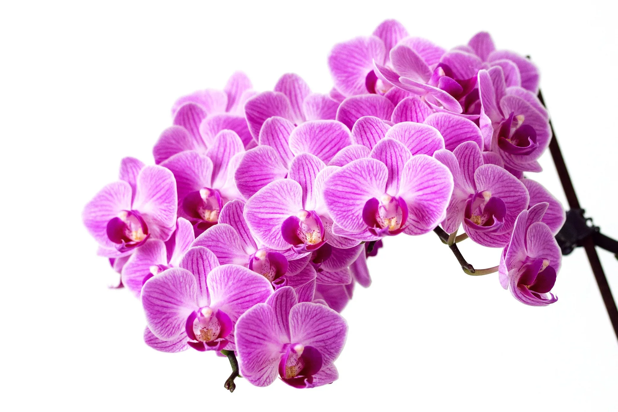 planta-flor-orquidea-10