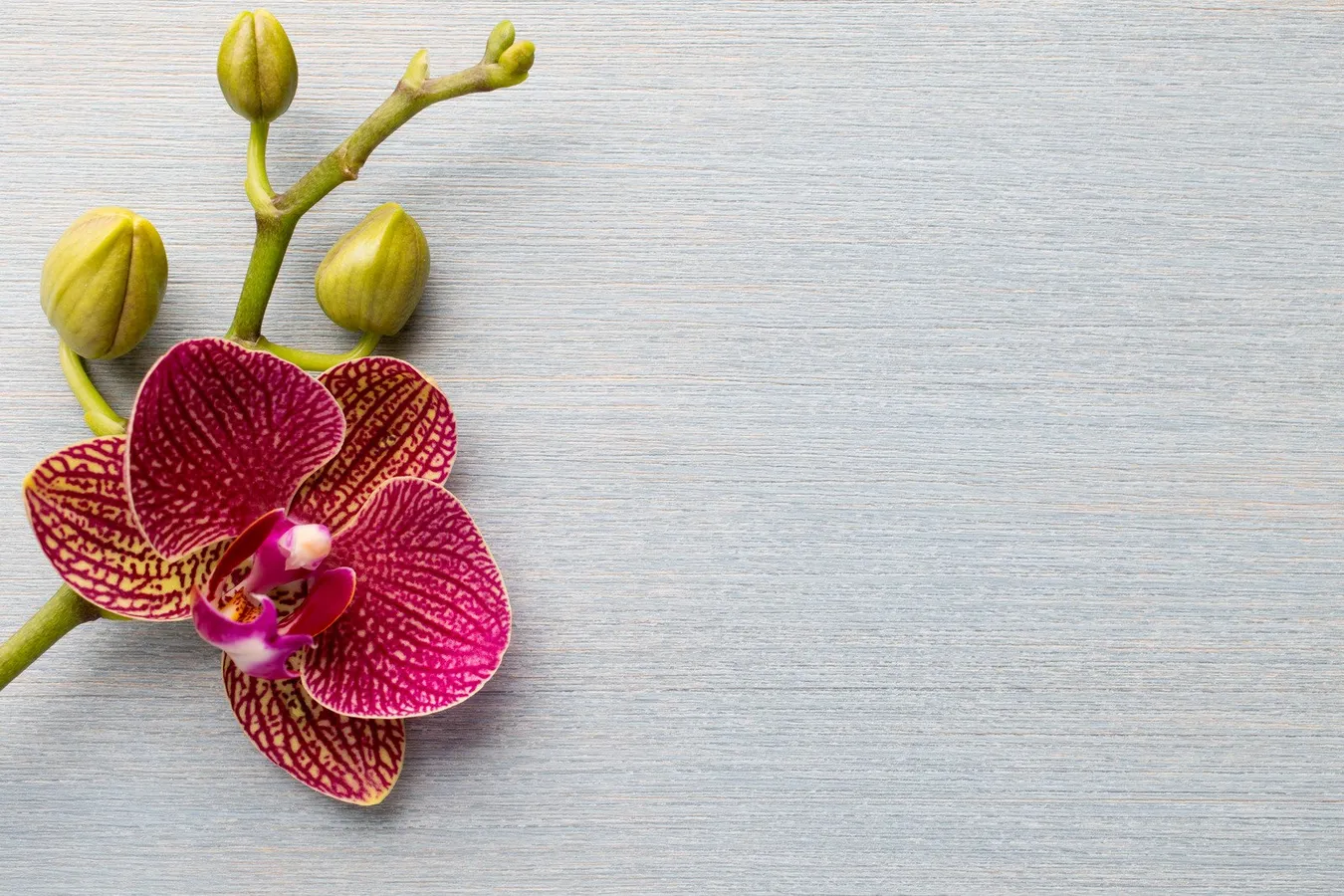 planta-flor-orquidea-11