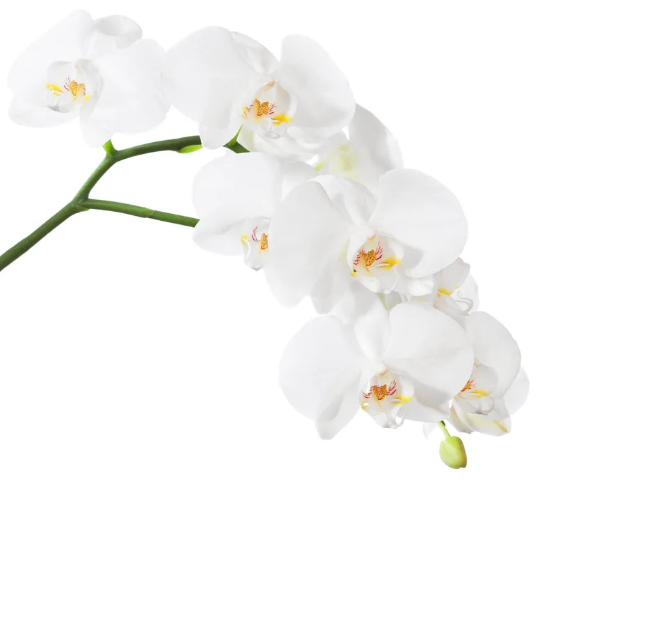 planta-flor-orquidea-12