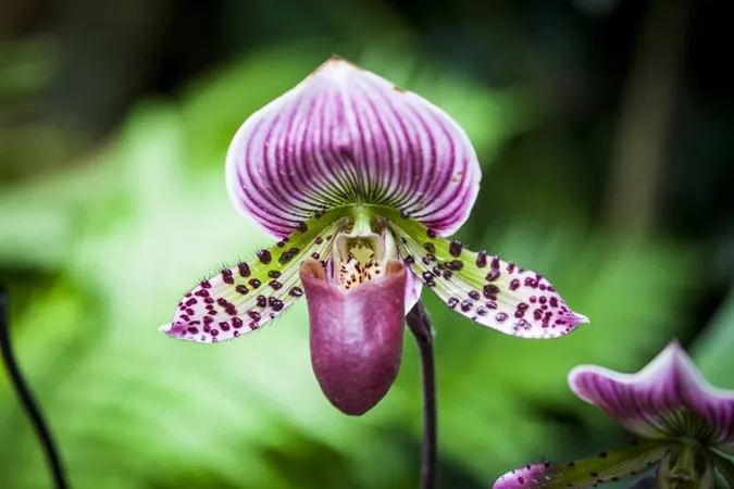 planta-flor-orquidea-13