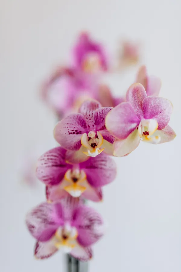 planta-flor-orquidea-14