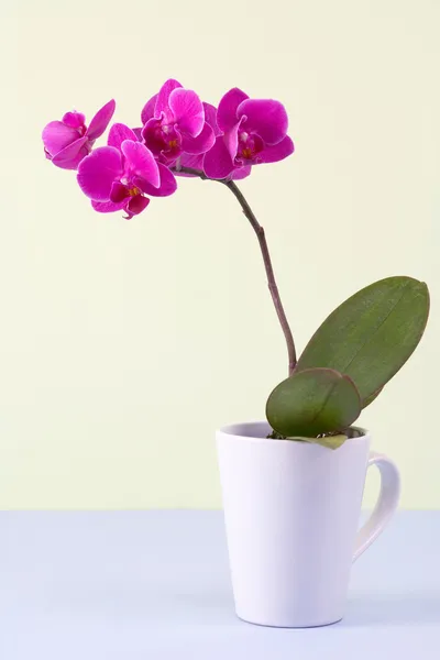 planta-flor-orquidea-15
