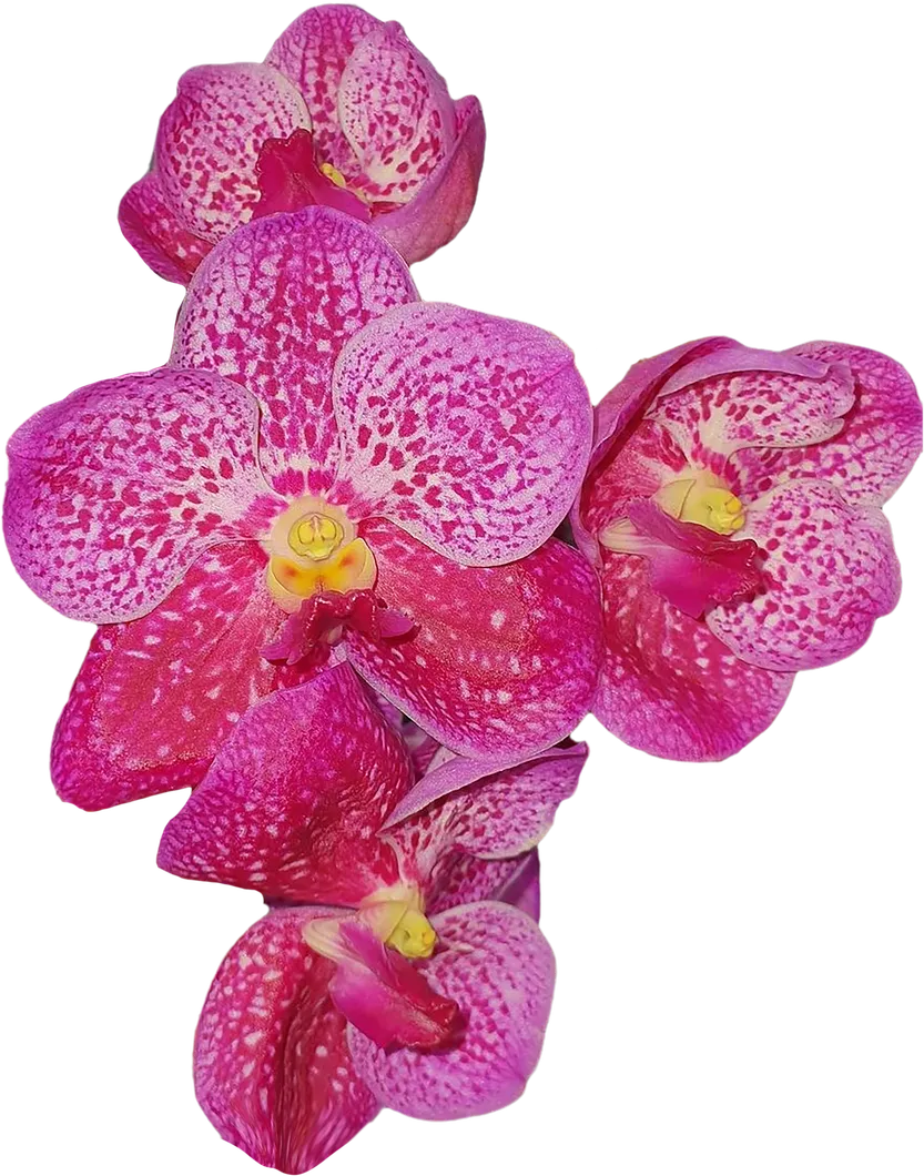 planta-flor-orquidea-16