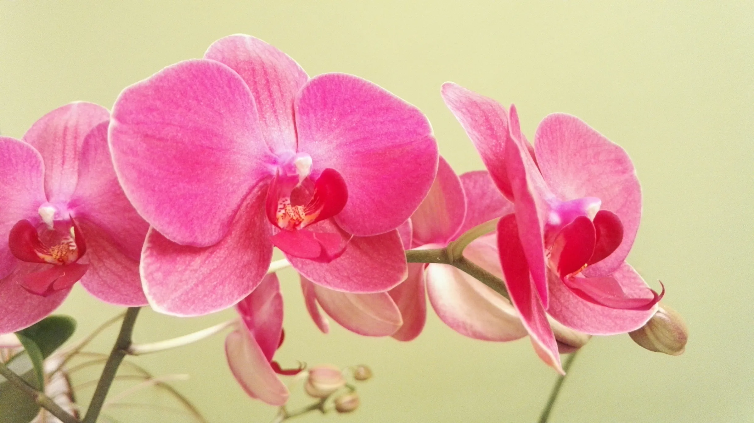 planta-flor-orquidea-3