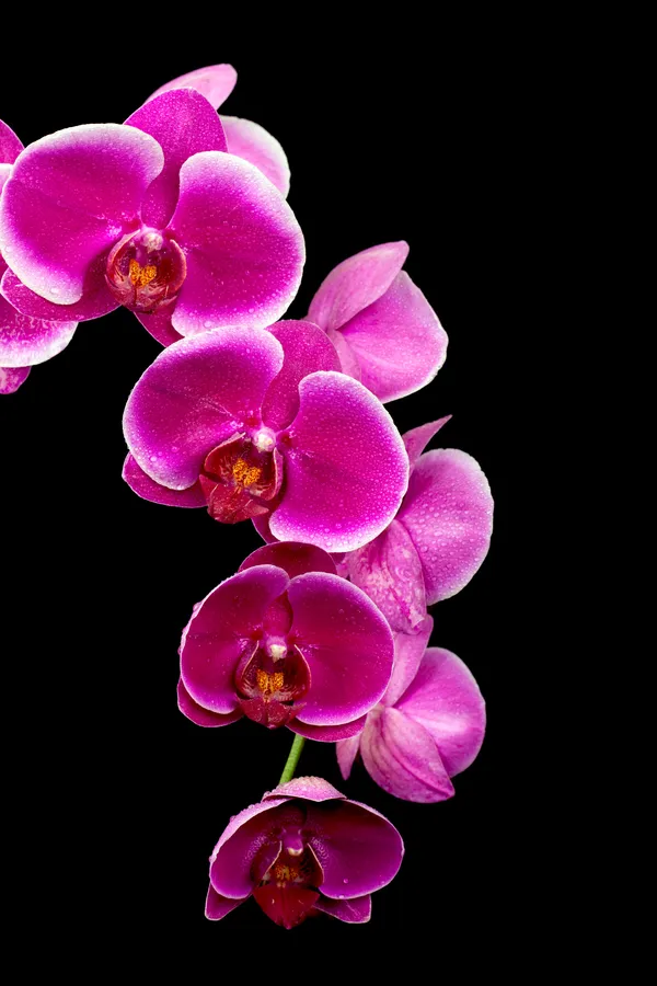 planta-flor-orquidea-4