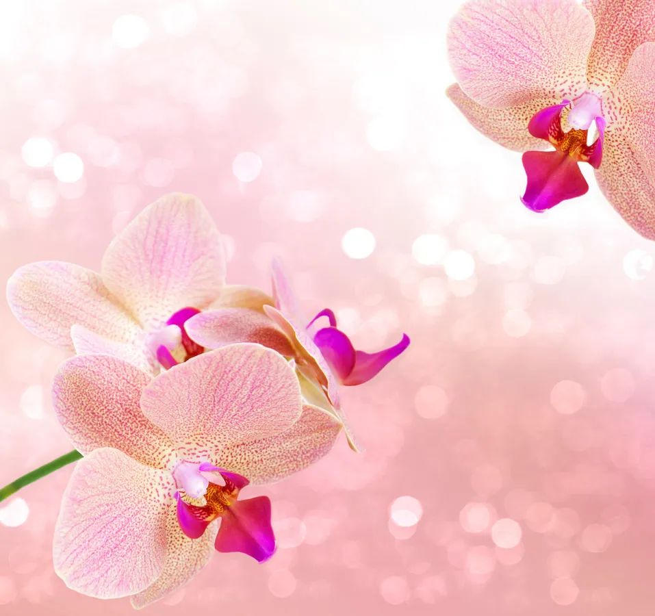 planta-flor-orquidea-5