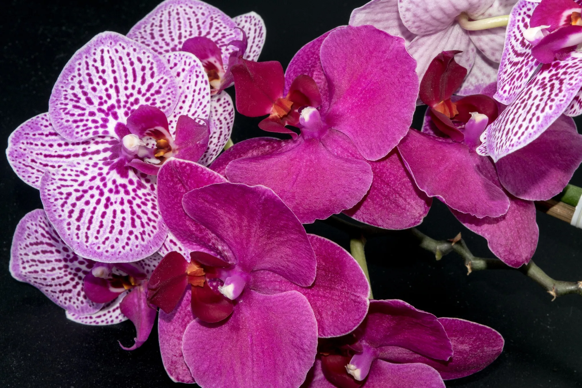 planta-flor-orquidea-6