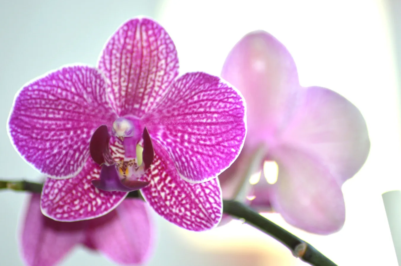 planta-flor-orquidea-7