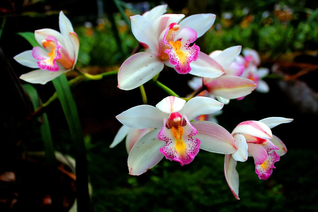 planta-flor-orquidea-8