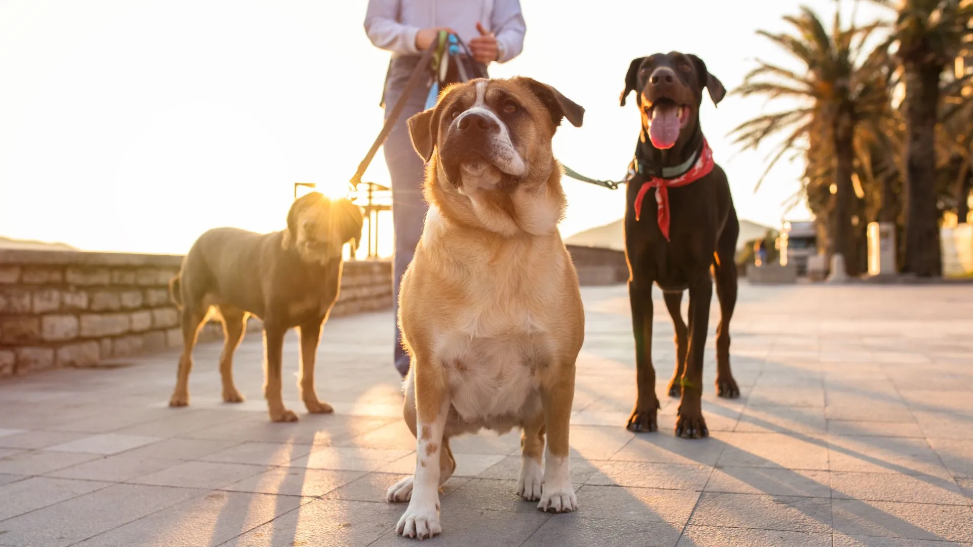 qual a melhor raça de cachorro