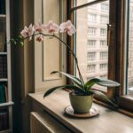 Orquidea