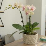 Orquidea