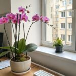 Orquidea