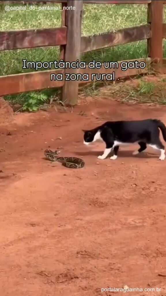 Confronto gato cobra mato grosso