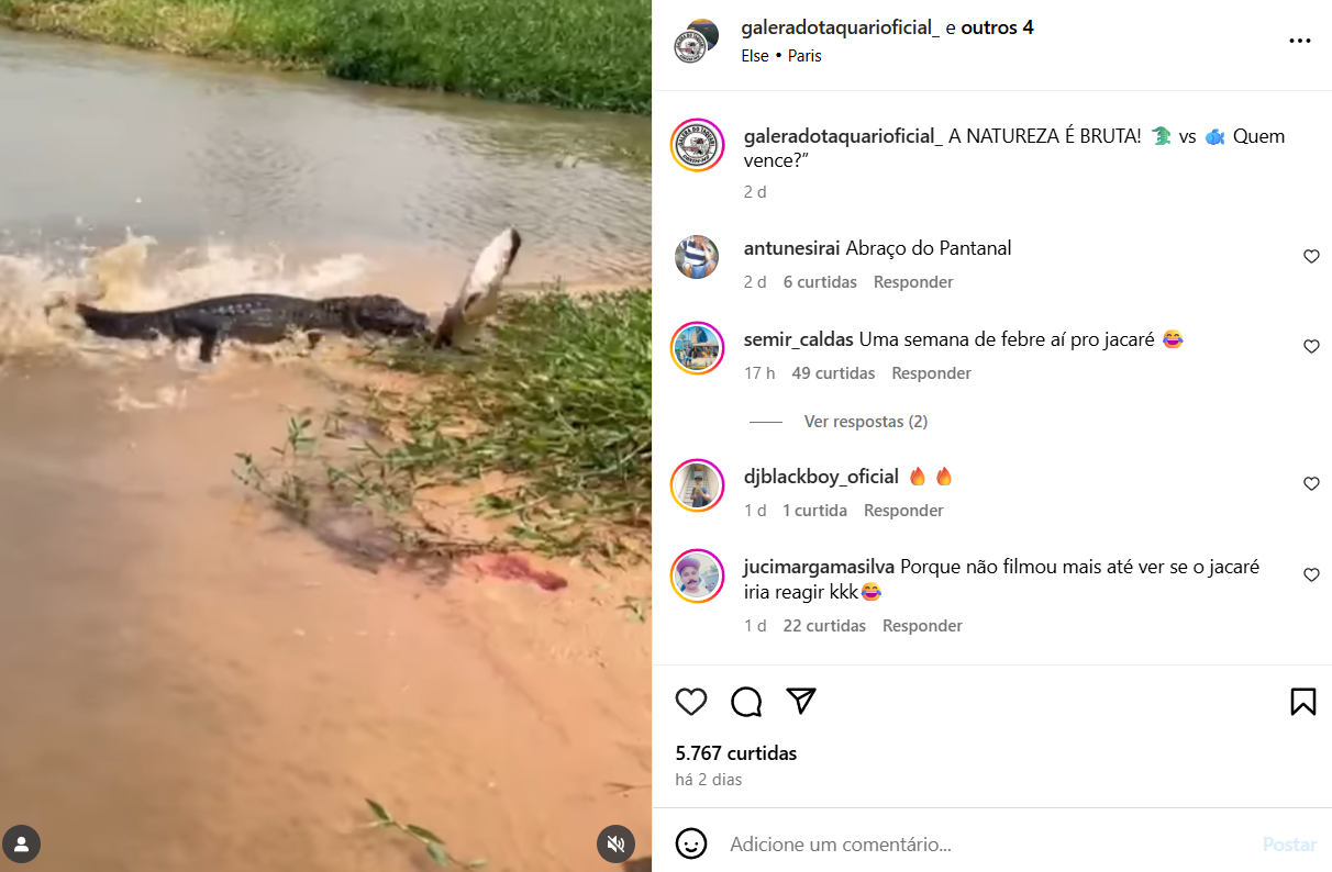Pantanal Selvagem: Jacaré é ferroado por arraia, resiste ao ataque e devora rival em cena brutal