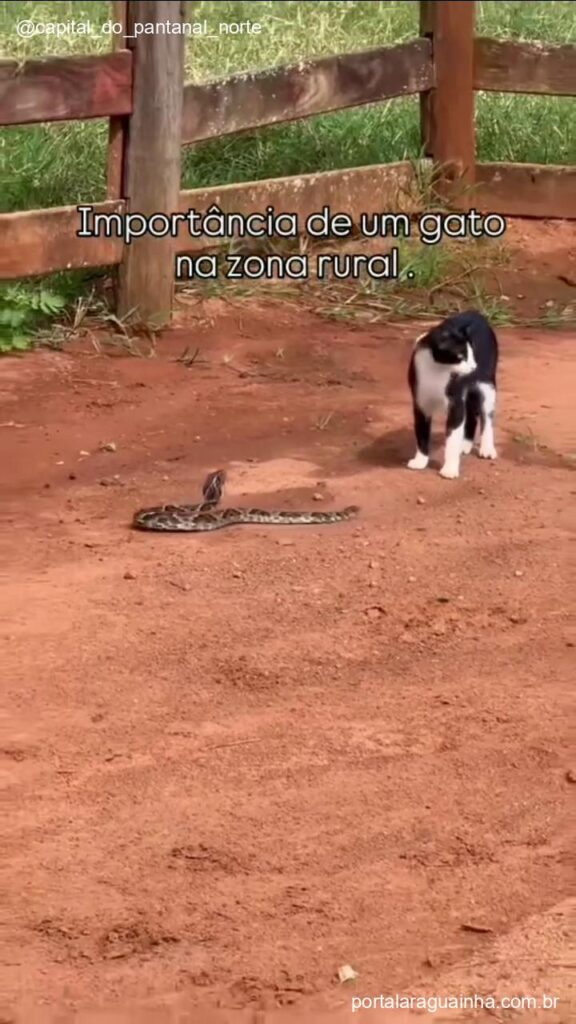 Felino vigia serpente rural