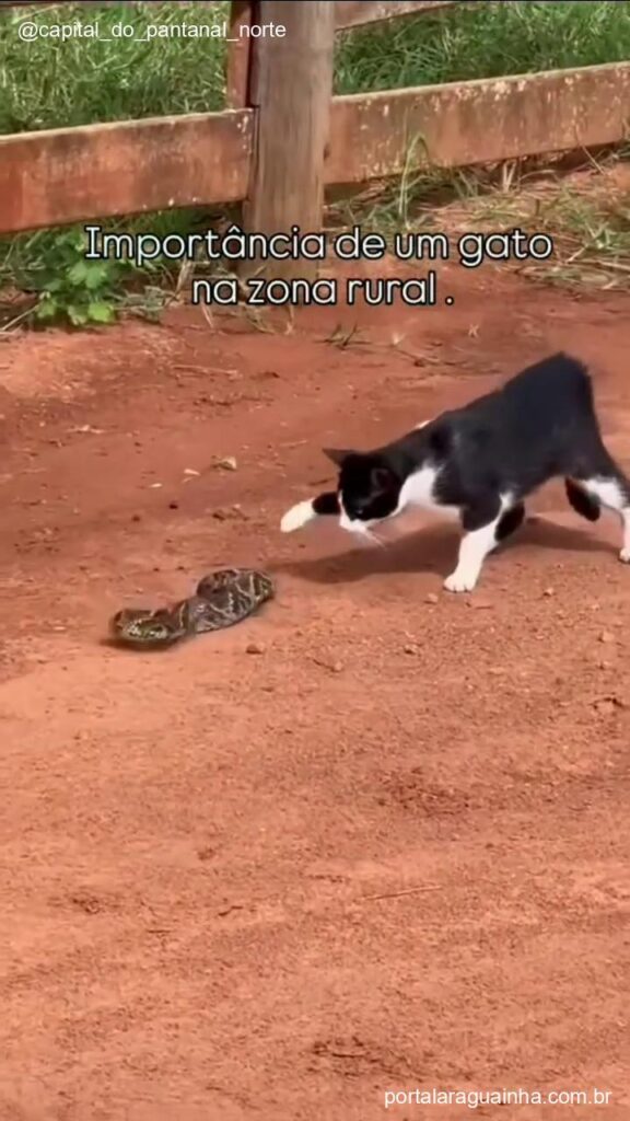 Gato em acao contra serpente