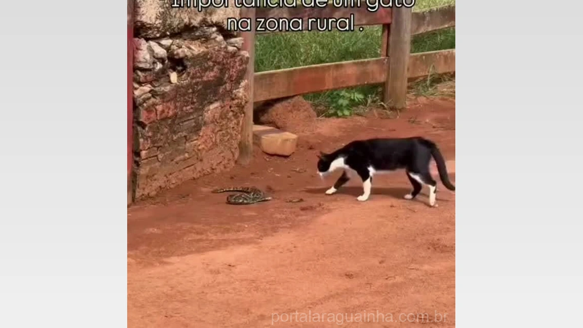 Gato Heroico Defende Propriedade de Serpente em Mato Grosso: Um Show da Natureza!