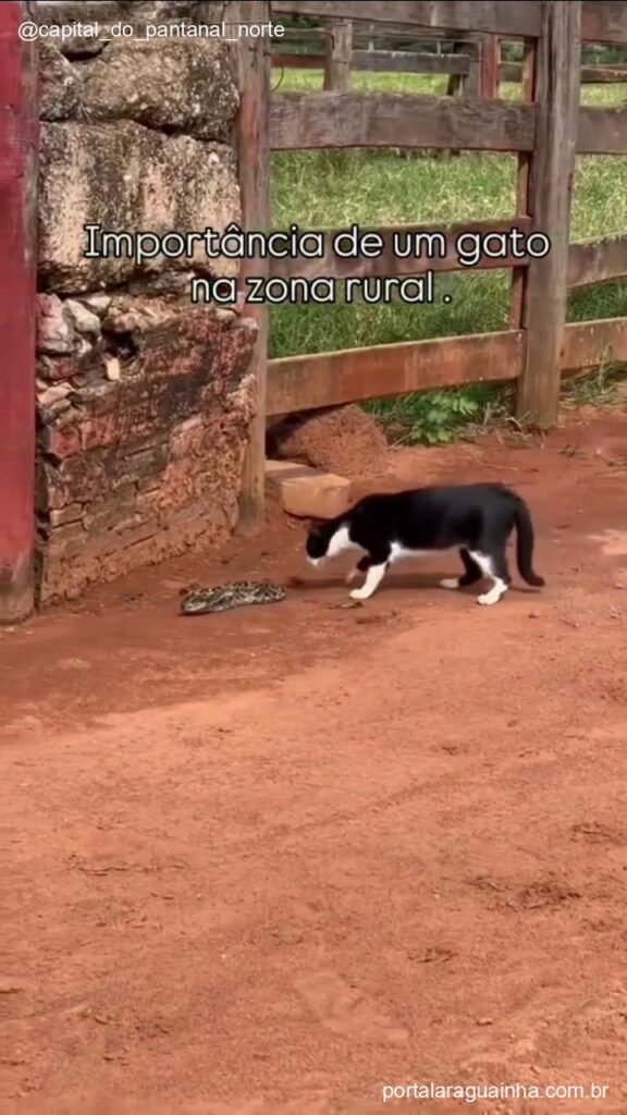 Gato observa serpente rural
