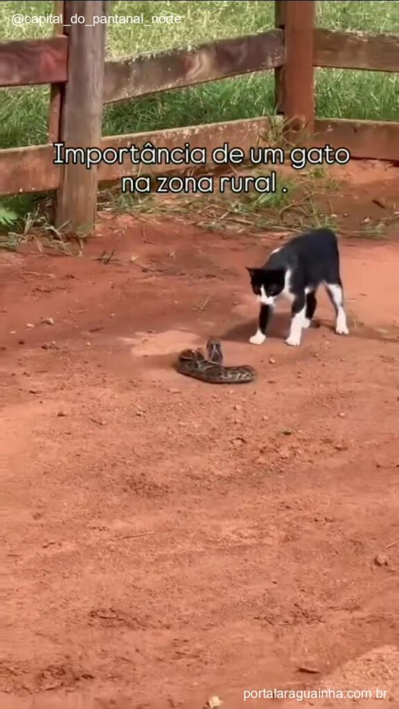Gato recua cobra mato grosso