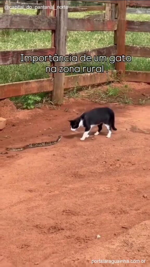 Gato se prepara para novo ataque