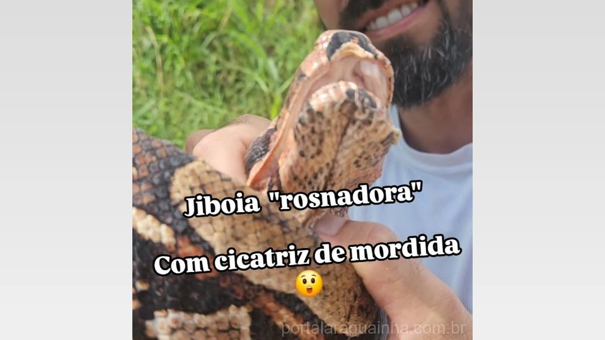 A Incrível Soltura de uma Jiboia Gigante em Mato Grosso viraliza nas redes!