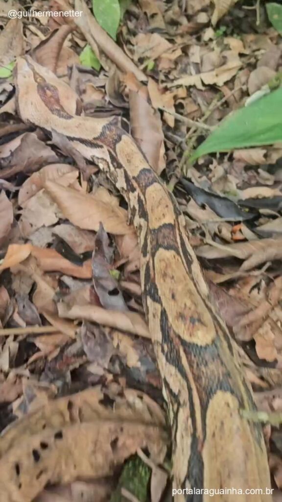 Jiboia retornando ao habitat