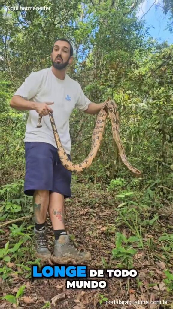 Jiboia solta na natureza