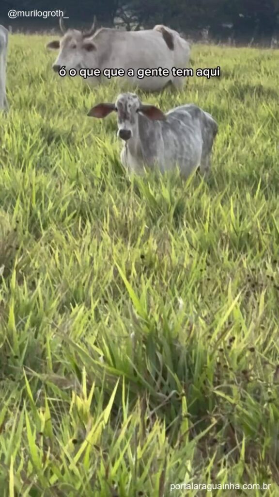 Mudinha de churrasco no campo