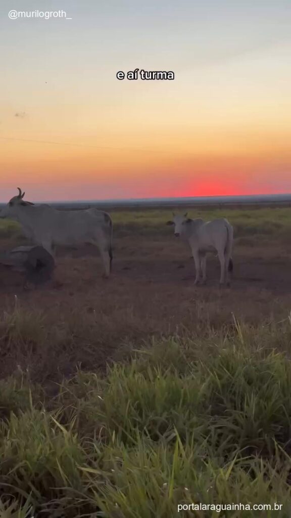 Rebanho gado mato grosso nelore