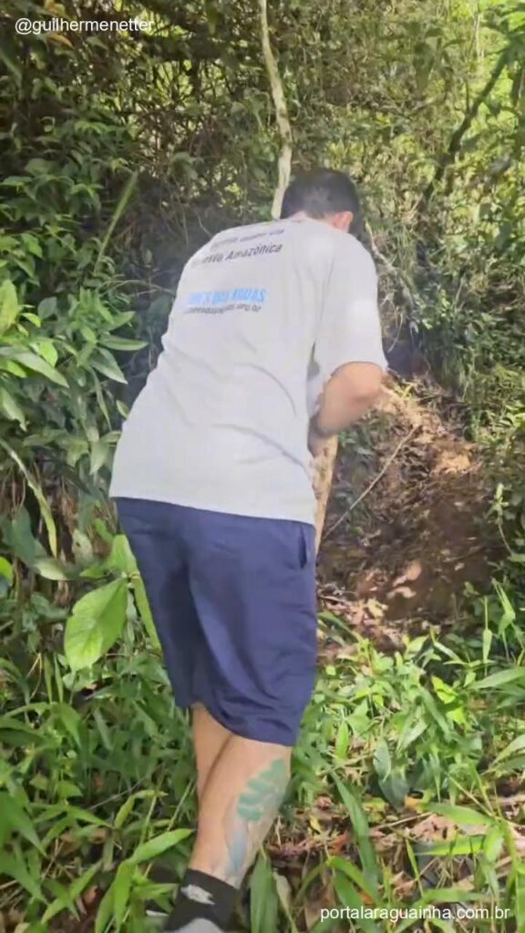 Soltura na floresta