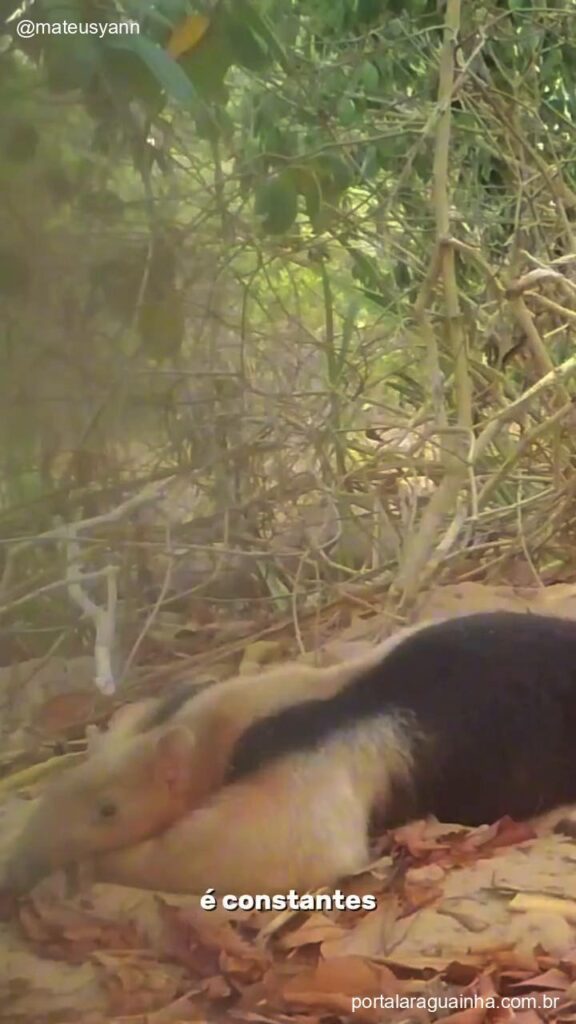 Tamandua mirim protecao predadores toca