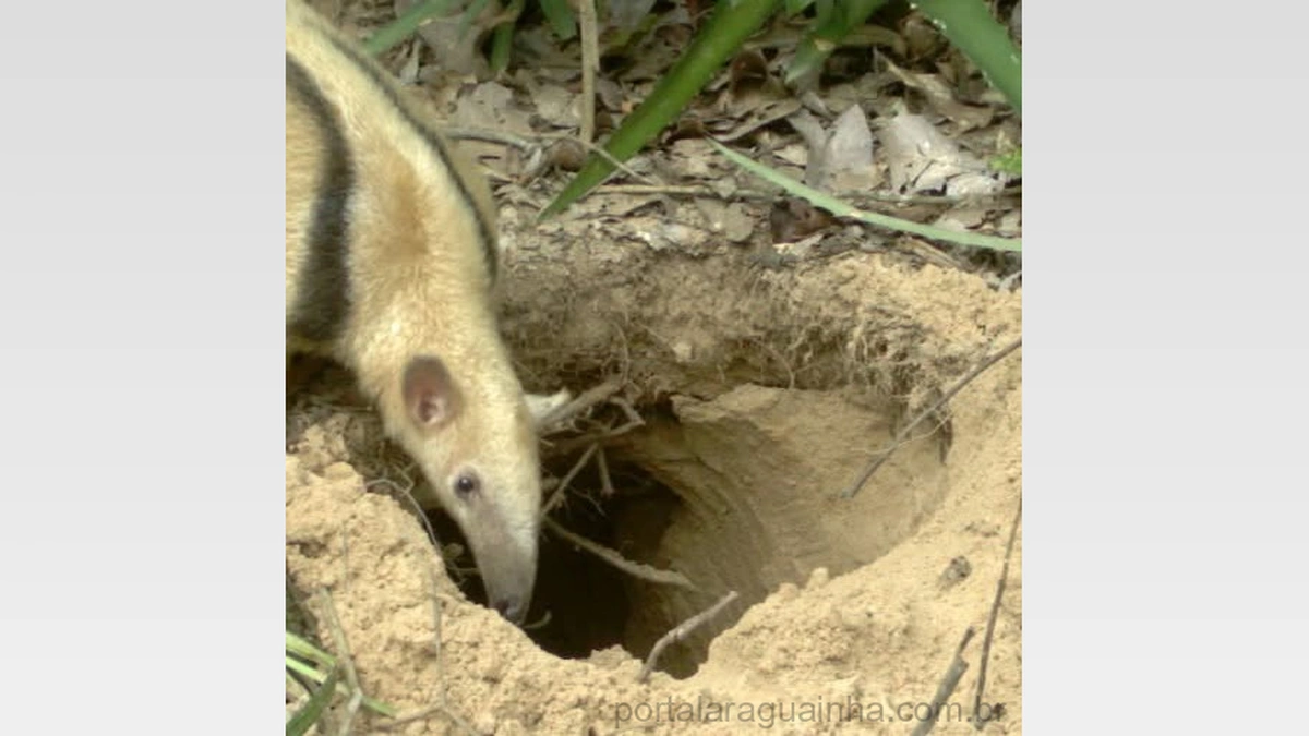 Desvendando os Segredos Subterrâneos: Tamanduá-Mirim Utiliza Tocas de Tatu-Canastra em Mato Grosso!