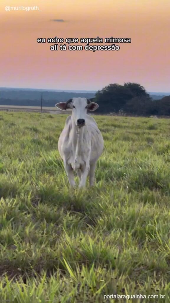 Vaca mimosa com depressao