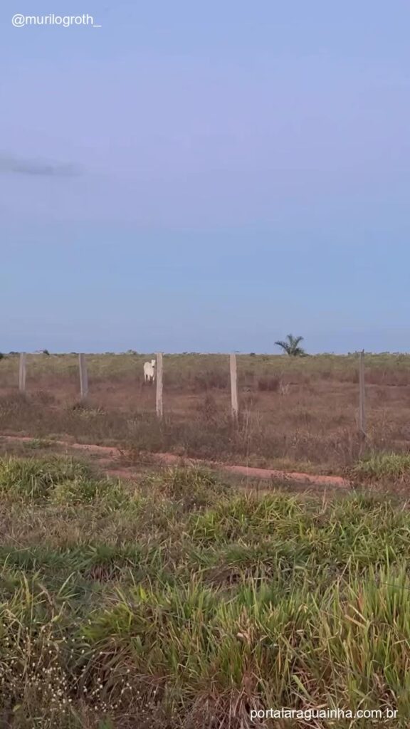 Vaca perdida no vizinho nelore
