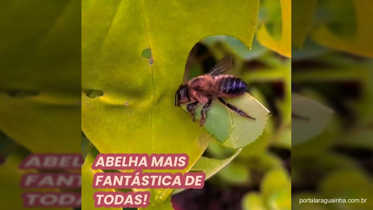 Abelha cortadeira com folha na boca entrando em um buraco de madeira