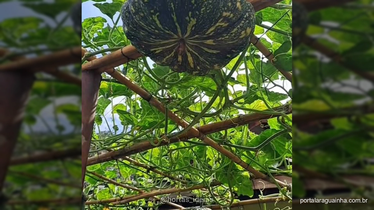 Desvendado o Segredo: Como Cultivar Abóboras Gigantes em Casa com Sucesso!