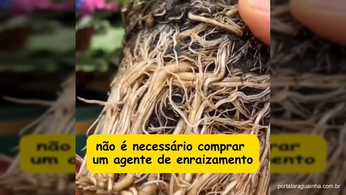 Segredo Verde Revelado: Faça Seu Agente Enraizador Caseiro e Veja Suas Plantas Florescerem!