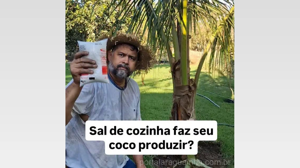 Segredo Revelado em Vera, MT: Agrônomo Viraliza ao Ensinar Truque para Coco Produzir Mais e com Água Docinha!
