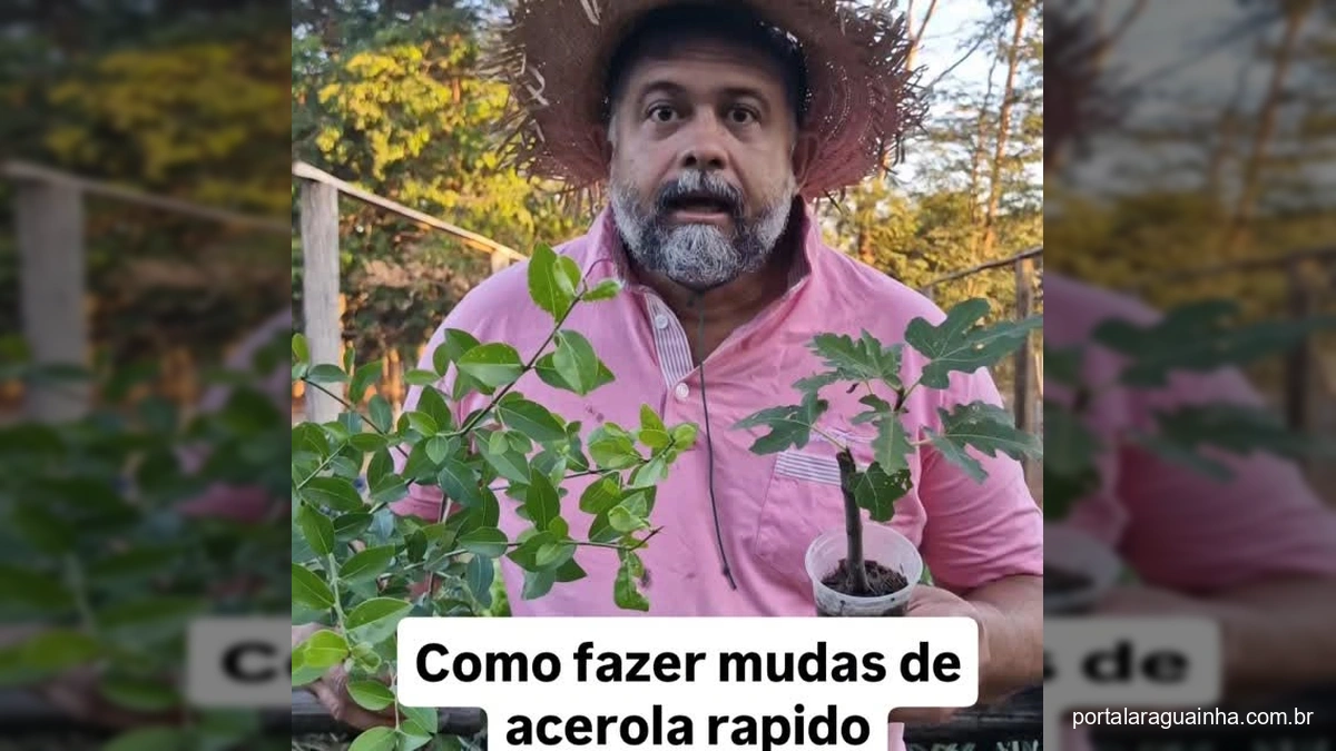 Homem com chapéu de palha ensinando a fazer mudas de acerola com galho e babosa