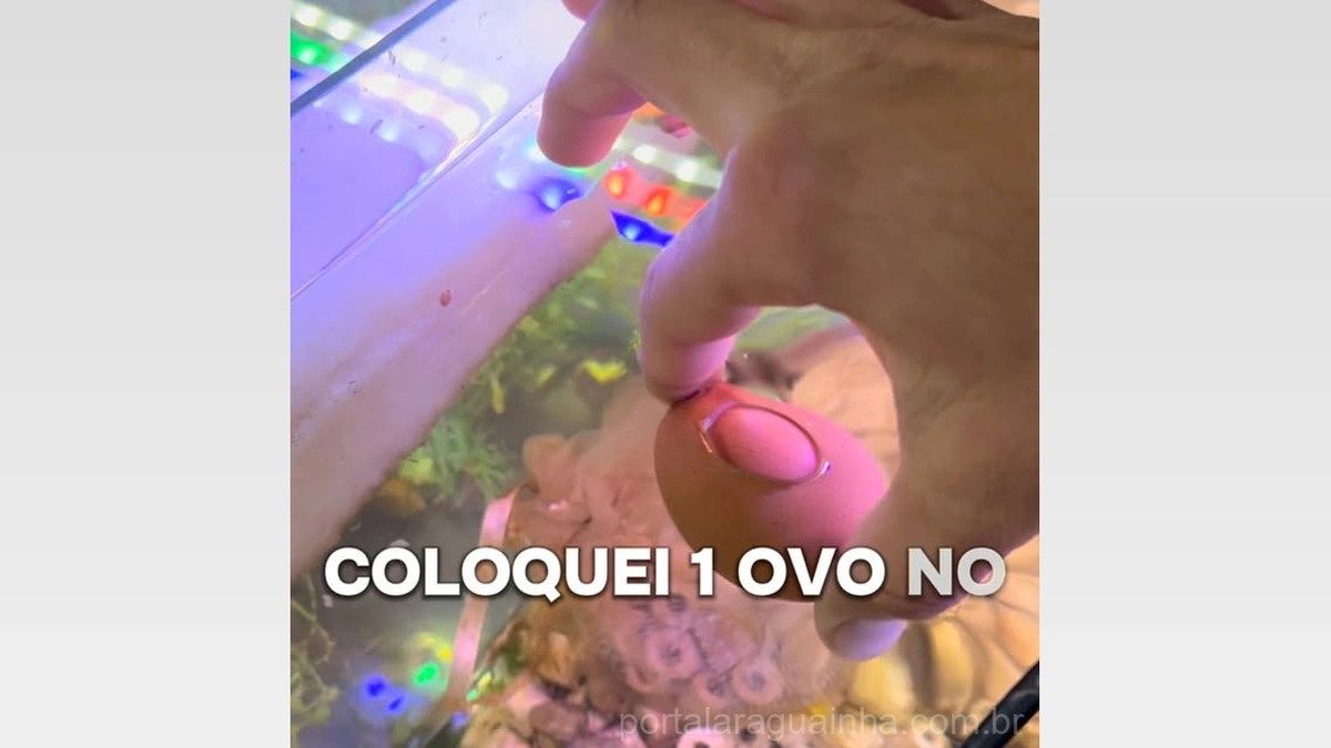 Como Alimentar Alevinos de Peixe com Gema de Ovo!