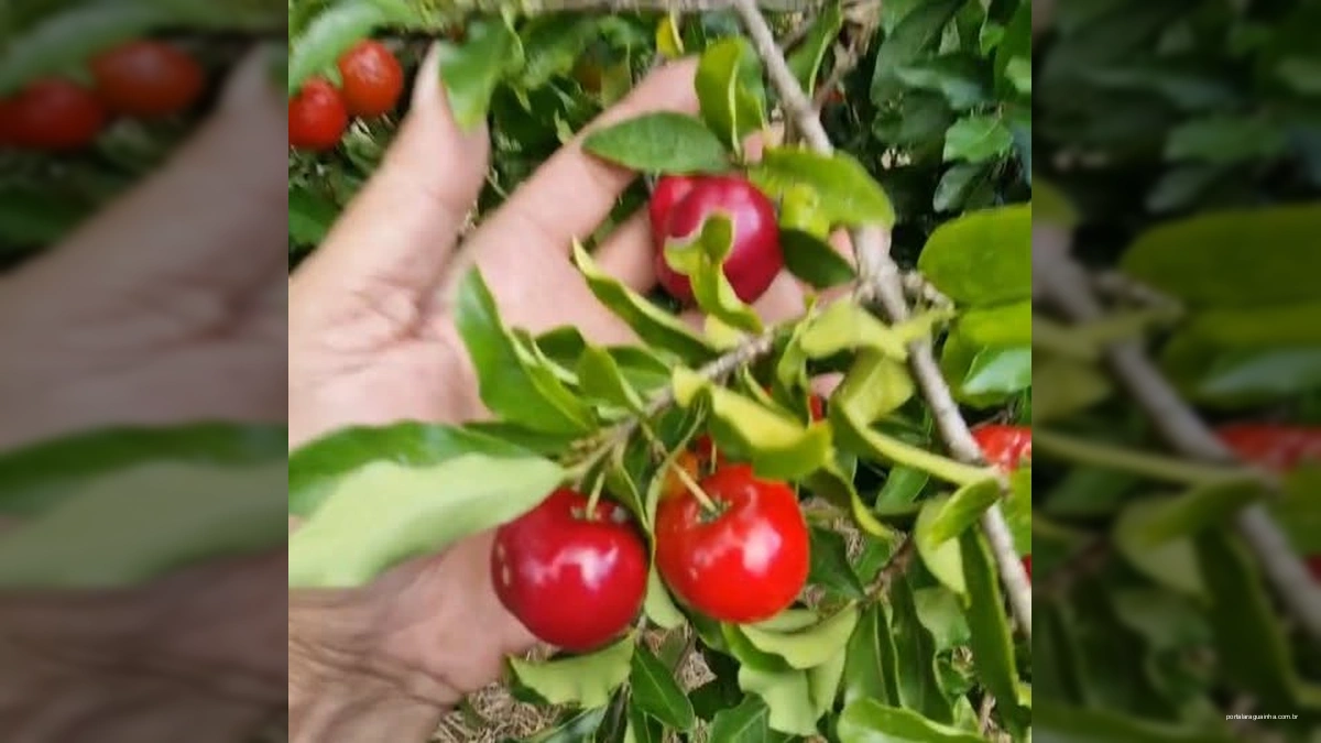 Homem e mulher realizando alporquia em um galho de laranjeira com frutos, utilizando garrafa PET e sacola plástica.
