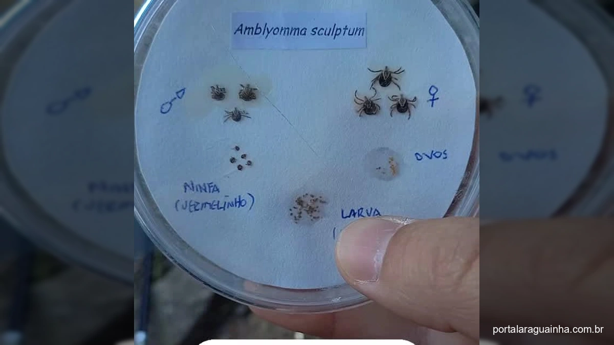 Imagem de peteca mostrando as fases do carrapato estrela e micuim