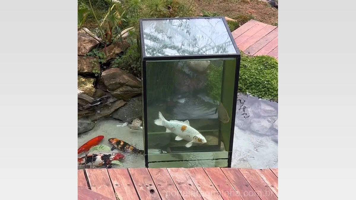 Aquário Invertido: A Inovação Que Está Encantando Peixes e Amantes de Lagos Ornamentais!