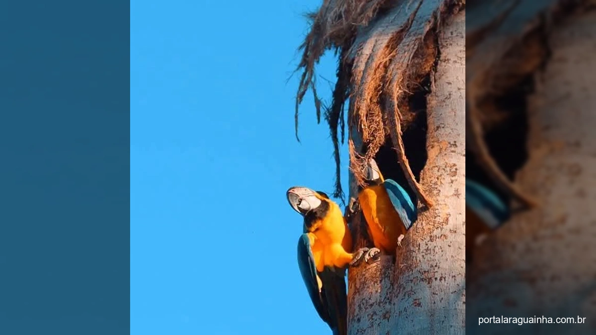 Marcelândia em Contagem Regressiva: Expôlândia 2025 Prepara Festival Inesquecível!
